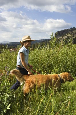 Jupiterimages/Stockbyte/Getty Images Hiking in long grass may expose your dog to Lyme disease-carrying ticks.