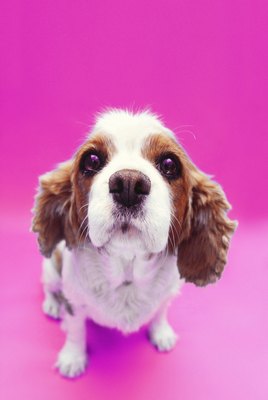 George Doyle/Stockbyte/Getty Images "I feel calmer now that heat cycles are out of my life."
