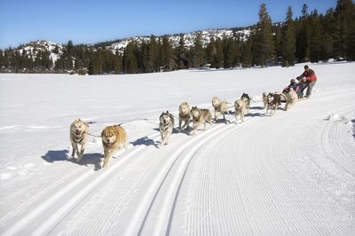 Thinkstock/Stockbyte/Getty Images Huskies have exceptional endurance, and they excel in long-distance races.