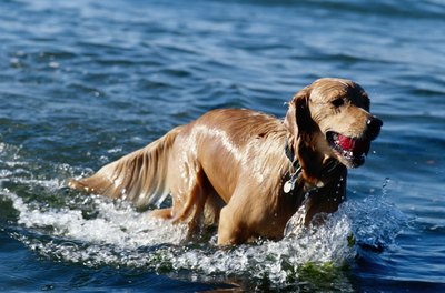 Ryan McVay/Photodisc/Getty Images Golden retrievers are now popular companions, but still love swimming and retrieving from the water.