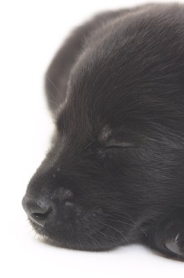 Hemera Technologies/Photos.com/Getty Images Wee doggies are a sleepy bunch.