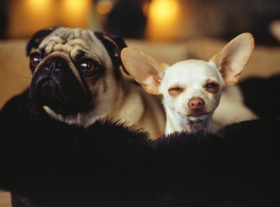 Ryan McVay/Digital Vision/Getty Images Some dogs are more territorial than others.
