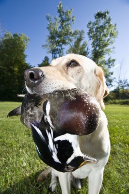 Apple Tree House/Lifesize/Getty Images Some breeds are better suited to retrieving than others.