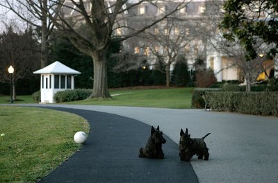 Joshua Roberts/Getty Images News/Getty Images The Scottish terrier has a wiry, weatherproof coat.