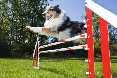 Apple Tree House/Lifesize/Getty Images Canine osteopathy is gaining popularity as a treatment method for athletic dogs.