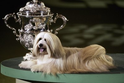 Bruno Vincent/Getty Images News/Getty Images Tibetan terriers are famously lucky.