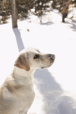 Brand X Pictures/Brand X Pictures/Getty Images Seasonal changes in the pigmentation of a dog's nose may be natural.