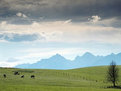 Jupiterimages/Photos.com/Getty Images Giant schnauzers in history worked on German farms.