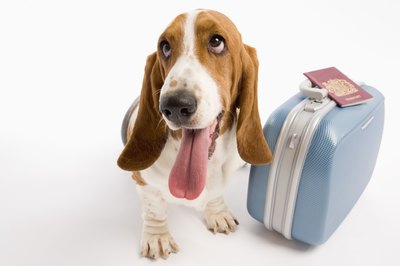BananaStock/BananaStock/Getty Images Keep your dog safe and secure while traveling -- invest in a reliable crate.