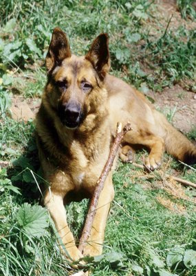Jupiterimages/Photos.com/Getty Images Tetraparesis sometimes indicates degenerative myelopathy in canines.