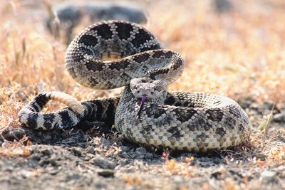 Jupiterimages/Photos.com/Getty Images In the United States, 100,000 dogs suffer snake bites every year.