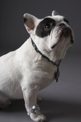 Chris Amaral/Digital Vision/Getty Images Proper body weight may be difficult to maintain in a canine suffering from achalasia.