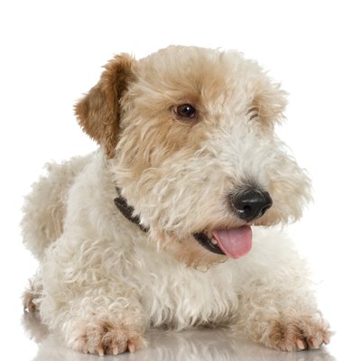 Jupiterimages/Photos.com/Getty Images Curly fleece puppies need special grooming regimens.