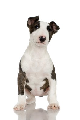 Jupiterimages/Photos.com/Getty Images Demodex infections commonly occur in puppies.
