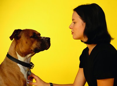 Ryan McVay/Stockbyte/Getty Images Fleas can cause flea allergic dermatitis.