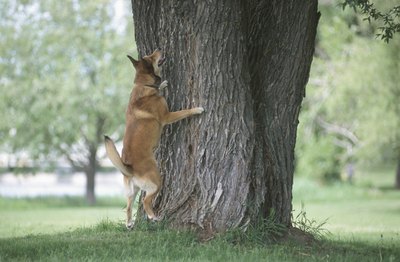 Hemera Technologies/AbleStock.com/Getty Images Tree sap in your dog's coat does not necessarily mean a trip to the groomer is necessary.