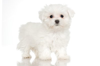 Jupiterimages/Photos.com/Getty Images It's easier than you think to naturally whiten your dog's fur.