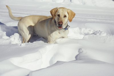Ryan McVay/Photodisc/Getty Images Dogs are vulnerable to hypothermia and frostbite.