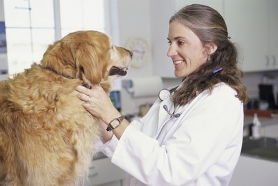 Purestock/Purestock/Getty Images If he's staying at a boarding kennel, he'll need a current Bordetella vaccination.