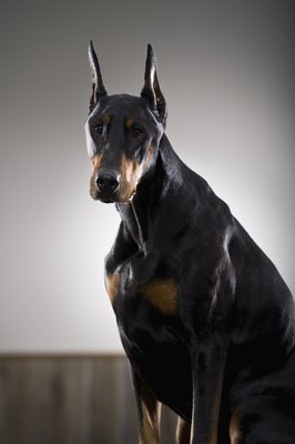 Apple Tree House/Lifesize/Getty Images Doberman pinschers are more commonly diagnosed with dilated cardiomyopathy than other breeds, suggesting a genetic predisposition that should be checked for in breeding dogs.
