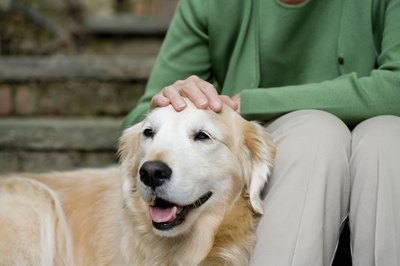 Image Source/Photodisc/Getty Images Older dogs frequently develop benign fatty tumors.