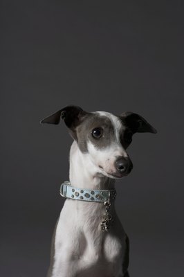 Chris Amaral/Digital Vision/Getty Images Instead of hanging tags, permanently attach a nameplate to your dog's collar.