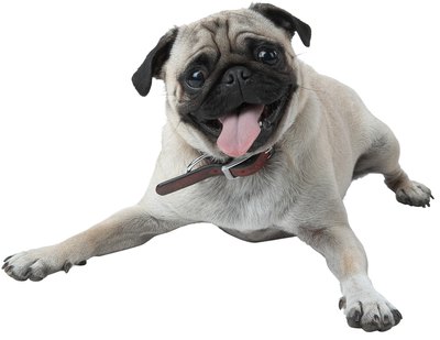 PhotoObjects.net/PhotoObjects.net/Getty Images The small, but sturdy pug originated in China and is now a common breed throughout North America.