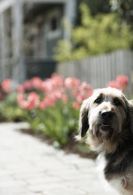 Thomas Northcut/Photodisc/Getty Images Tapeworms sometimes show up when dogs vomit.