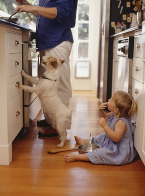 Ryan McVay/Photodisc/Getty Images Share some blueberry pancakes with your pooch, without butter and syrup.