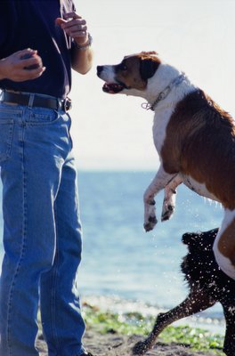 Ryan McVay/Photodisc/Getty Images Containing over-excitement in dogs requires halting the behavior before it escalates.