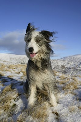 Jupiterimages/Comstock/Getty Images Even doggies are vulnerable to wintertime dryness.