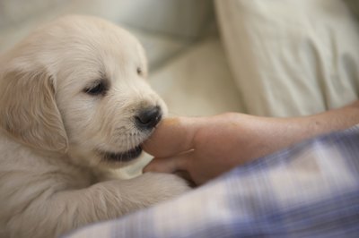 Chris Amaral/Digital Vision/Getty Images Give puppies safe chews made for puppies.
