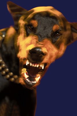 Comstock/Stockbyte/Getty Images This is not the face you want your dog to display.