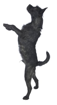 NA/PhotoObjects.net/Getty Images Does your favorite canine have dance team potential or four left feet?