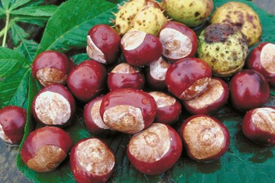 Jupiterimages/Photos.com/Getty Images Buckeyes are toxic to dogs, causing signs ranging from vomiting to seizures.