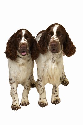 George Doyle & Ciaran Griffin/Stockbyte/Getty Images It takes a lot of work to make the English springer spaniels' coat appear natural for the show ring.