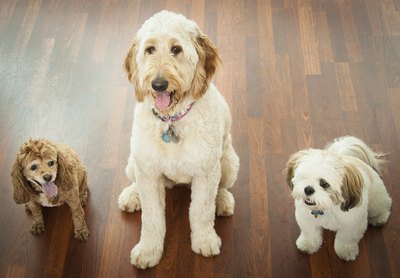 stanfram/iStock/Getty Images Size doesn't determine who is top dog.