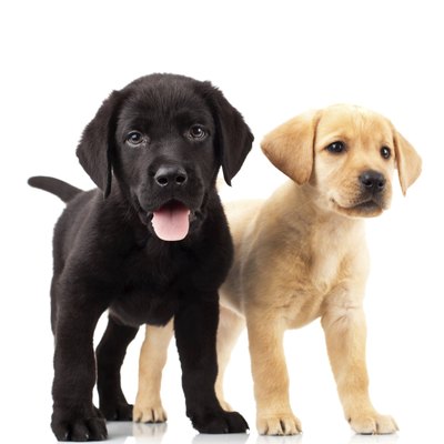 feedough/iStock/Getty Images Both yellow and black puppies can appear in a Labrador retriever litter.