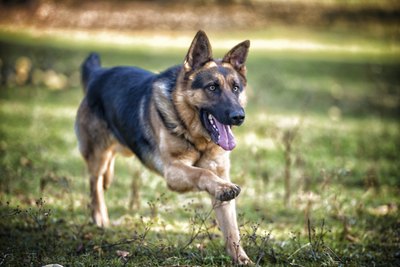 Ibrakovic/iStock/Getty Images The German shepherd excels at a variety of canine jobs.