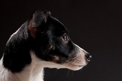 Jim Larson/iStock/Getty Images Rat terrier enthusiasts have created several variations on the breed's theme.