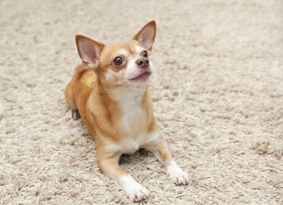Olezzo/iStock/Getty Images Even a few extra daily snacks can cause a Chi to become overweight.