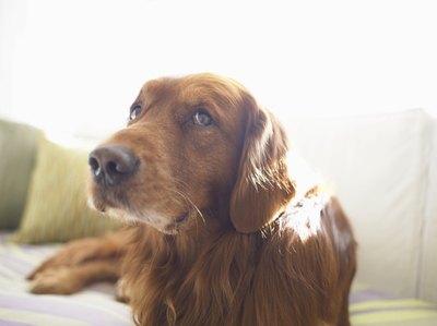 Digital Vision./Photodisc/Getty Images Dogs in heat are usually fidgety little darlings.