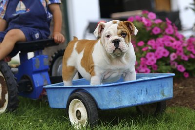 JLSnader/iStock/Getty Images The English bulldog is usually a safe bet around children, as he loves to play.