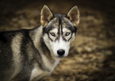 tracygood1/iStock/Getty Images Siberian Huskies can have eyes in a wide range of colors, including very light blue.