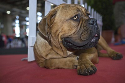 Juan García Aunión/iStock/Getty Images The mastiff adds size to the American bandogge.