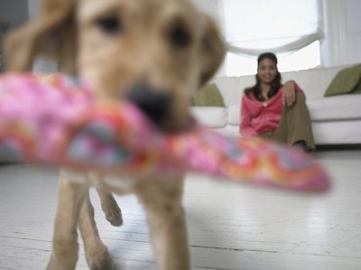 Digital Vision./Photodisc/Getty Images Some dogs won't even wait until you undress before chewing your clothes.