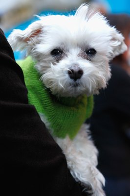 Cindy Ord/Getty Images Entertainment/Getty Images "My foster folks helped me become the good dog you know today."