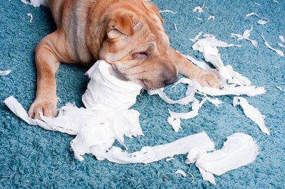 IstvA!n CsA!k/iStock/Getty Images Boredom and anxiety are just two of the many reasons your dog may develop destructive habits.