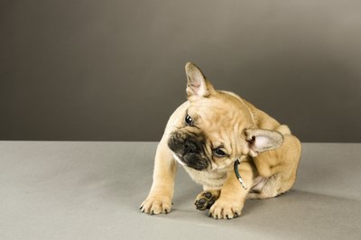 goldyrocks/iStock/Getty Images Protect both of your pets with topical flea-fighters that also get rid of ticks.