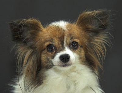 stanfair/iStock/Getty Images Papillon is French for "butterfly;" the ears resembling that beautiful insect are hallmarks of the breed.